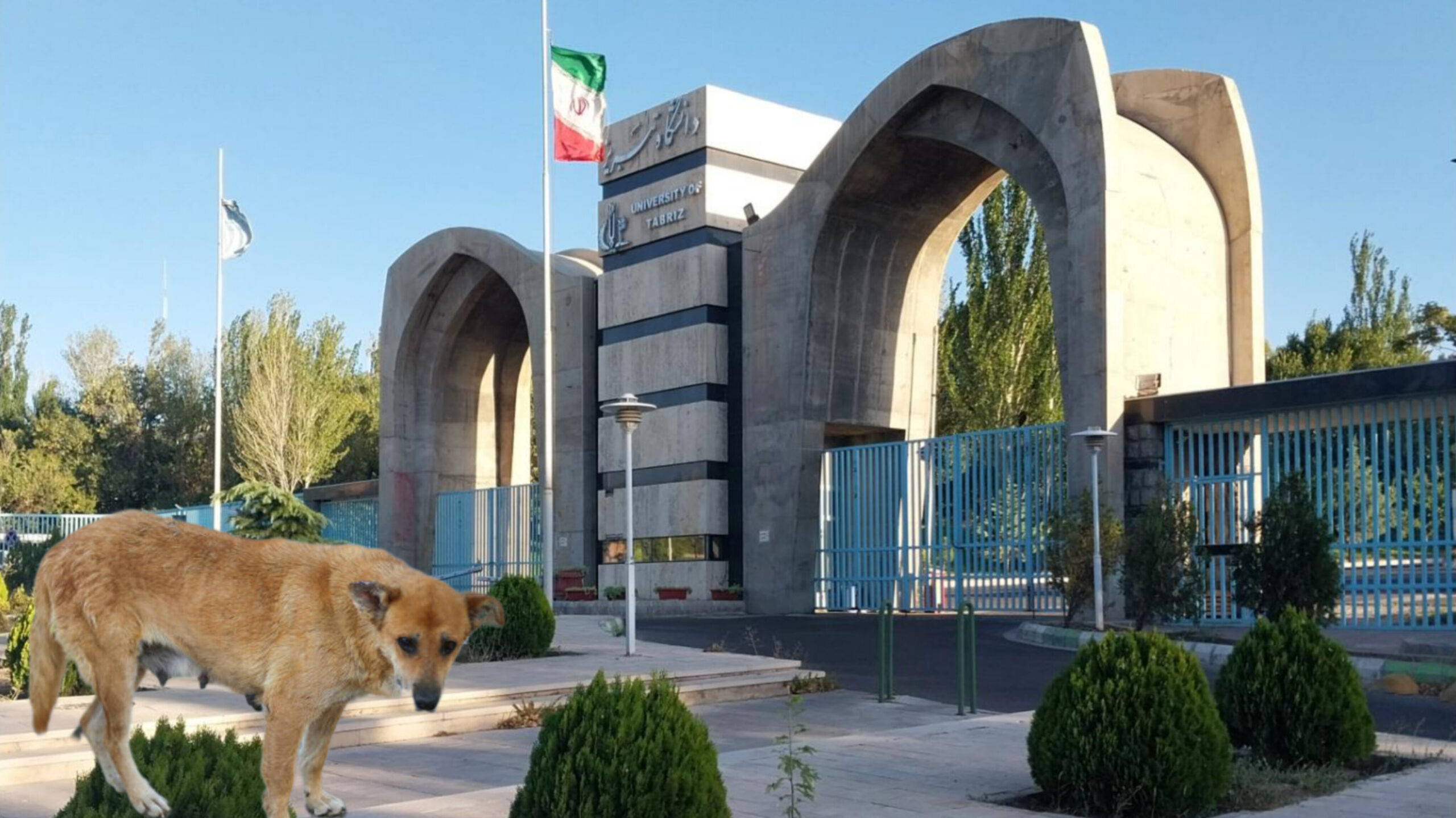 سگ گزیدگی دانشجو و نمره مردودی دانشگاه تبریز