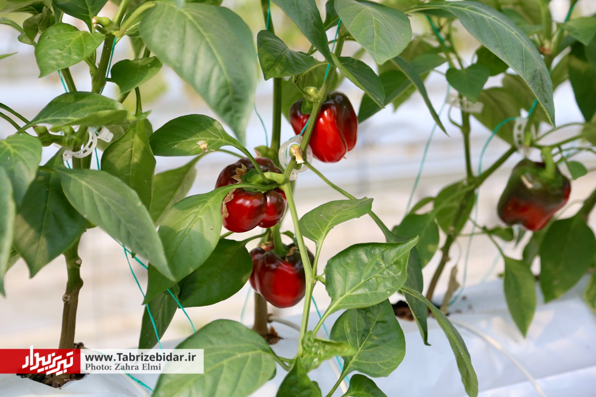 انرژی خورشیدی در کانون مأموریت‌های امور اراضی استان