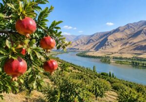 تولید سالانه بیش از ۱۰ هزار تن انار در آذربایجان‌شرقی