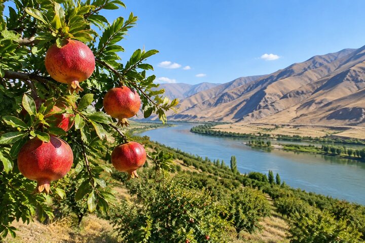 تولید سالانه بیش از ۱۰ هزار تن انار در آذربایجان‌شرقی