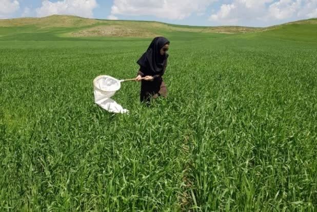 کاهش ۵۶ درصدی سن‌زدگی گندم آذربایجان‌شرقی در سال ۱۴۰۵